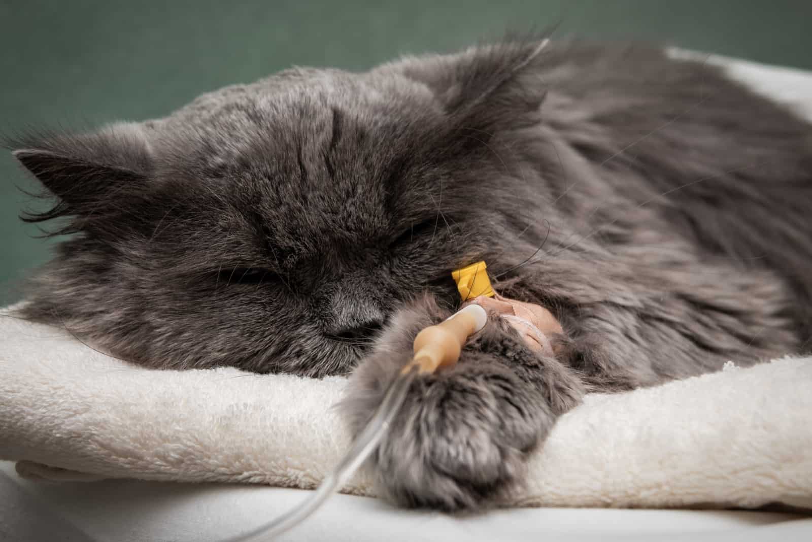 Putting A Cat Down With Stomatitis What You Should Know