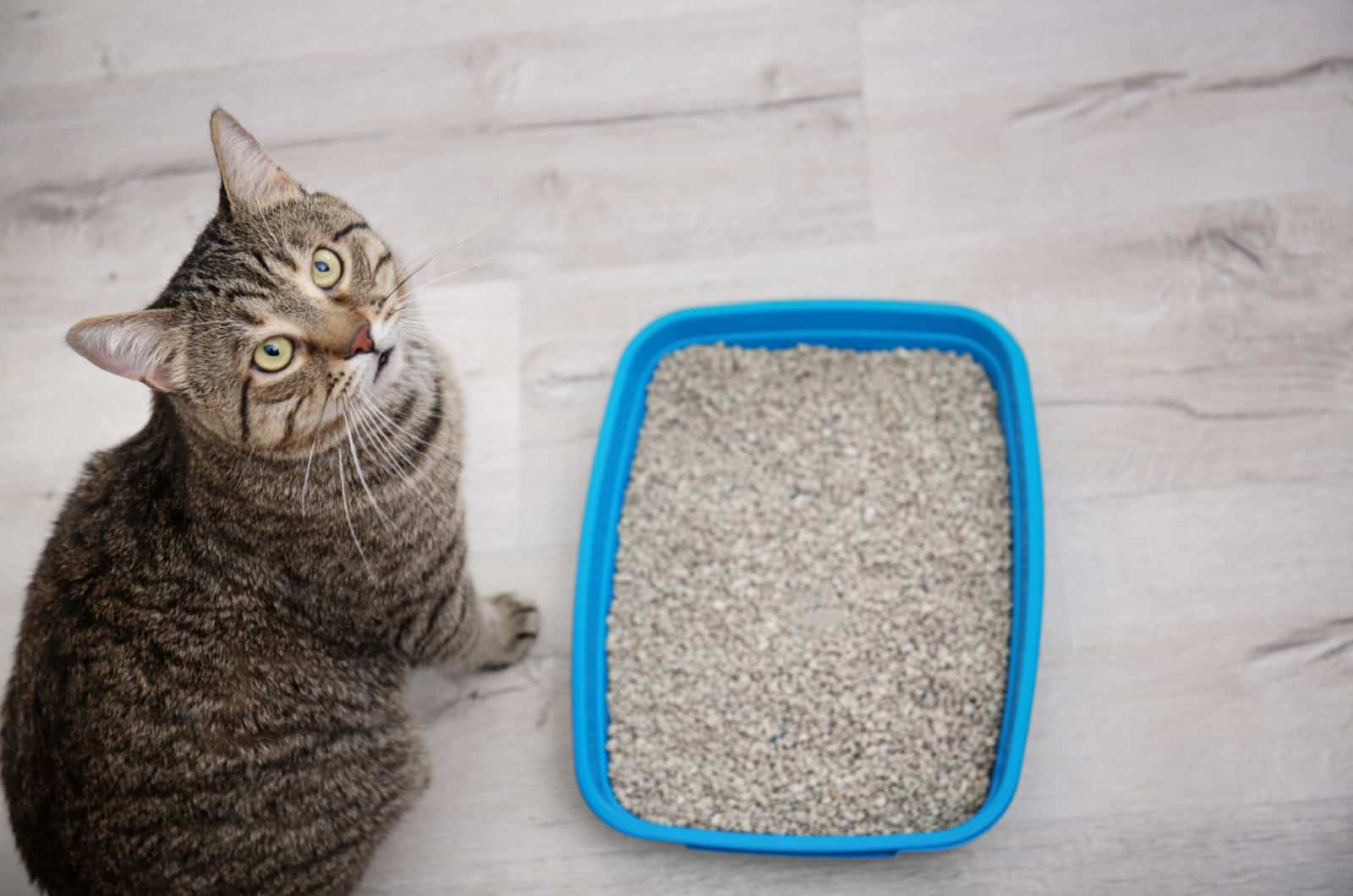 How Long Can Cats Hold Their Poop? A Helpful Guide