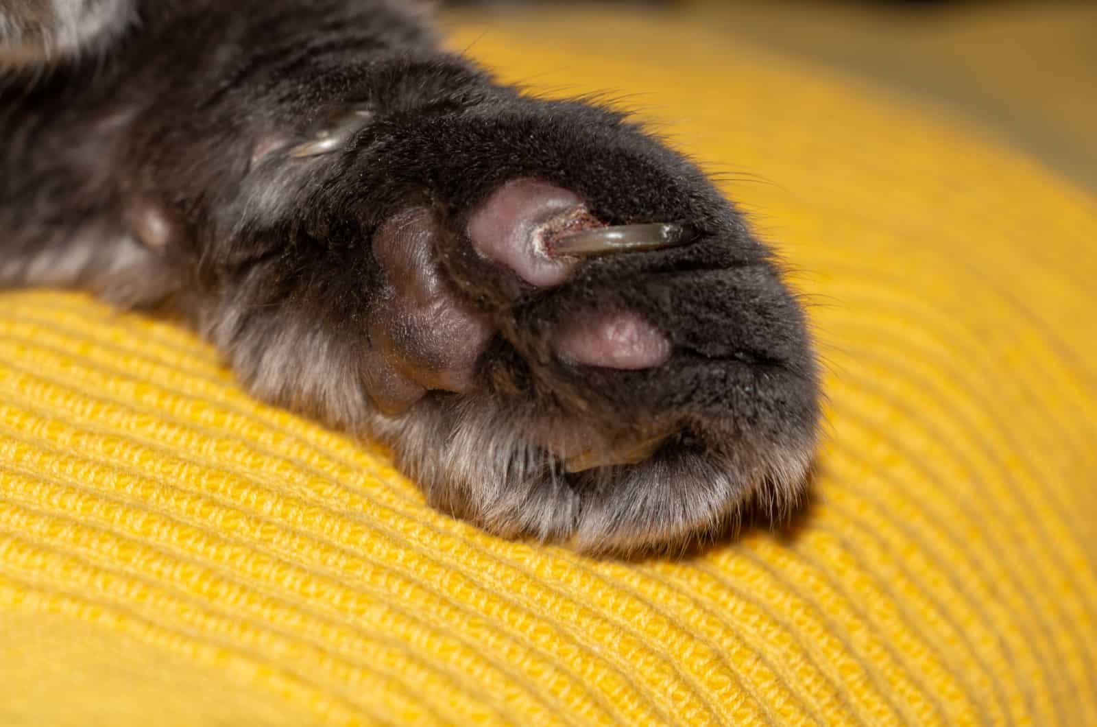 Symptoms Of An Ingrown Cat Claw And How To Help