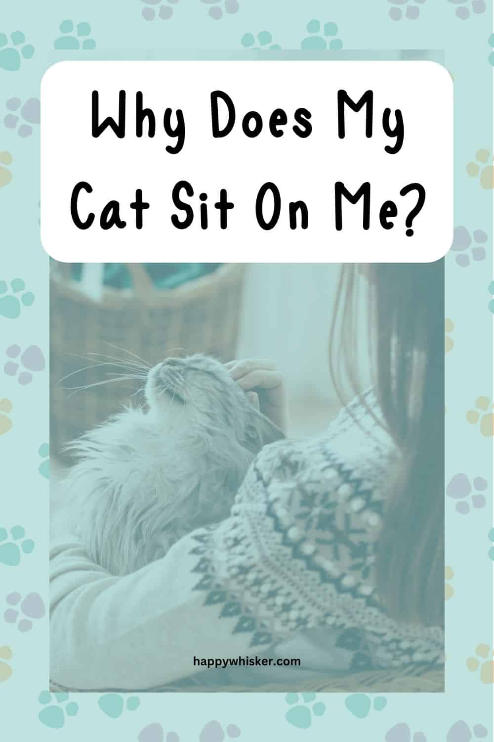 Why Does My Cat Sit On Me? 12 Most Adorable Reasons