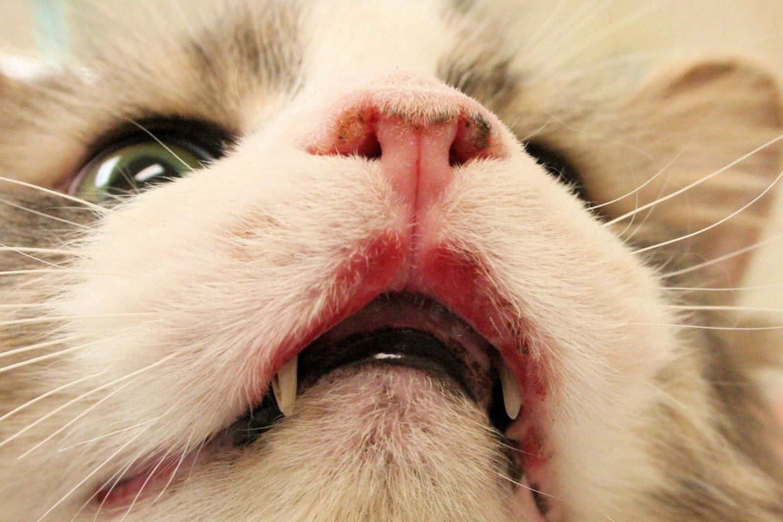 Rodent Ulcers In Cats Causes, Treatment, And Prognosis