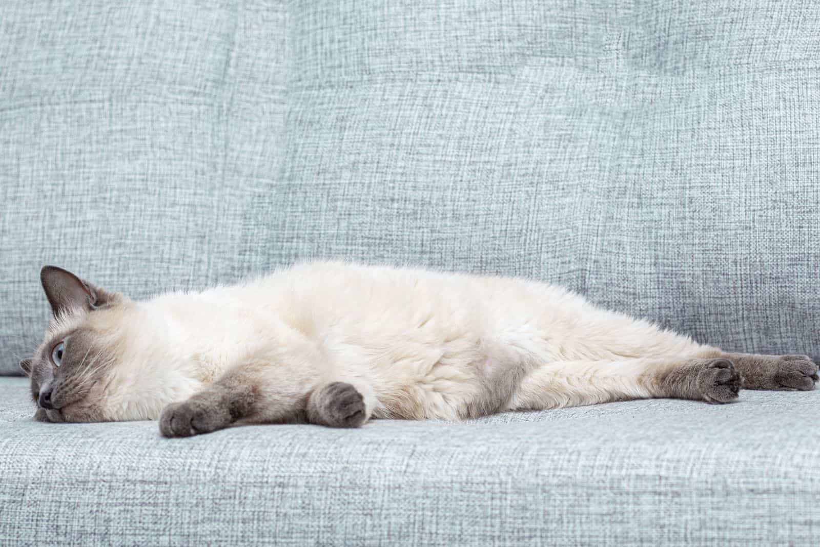 Cat Can't Walk After Gabapentin Why And What To Do About It