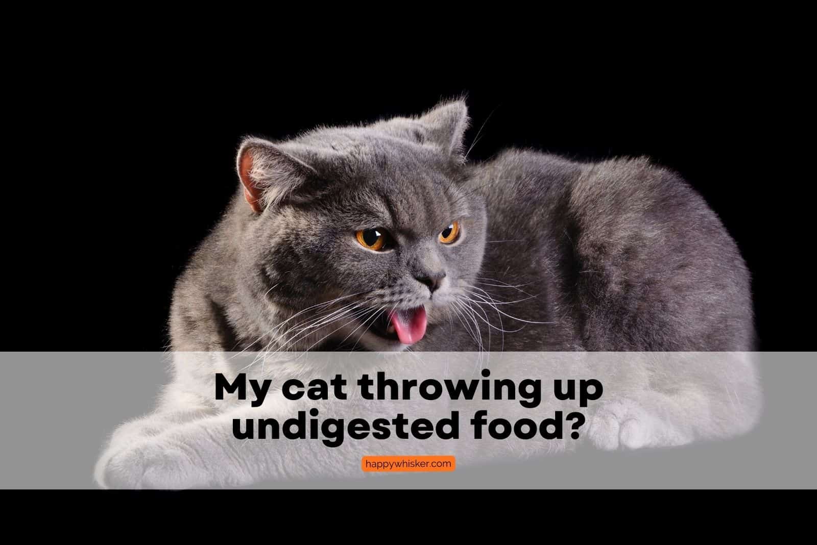 Why is my cat throwing up undigested food? Best Explanation
