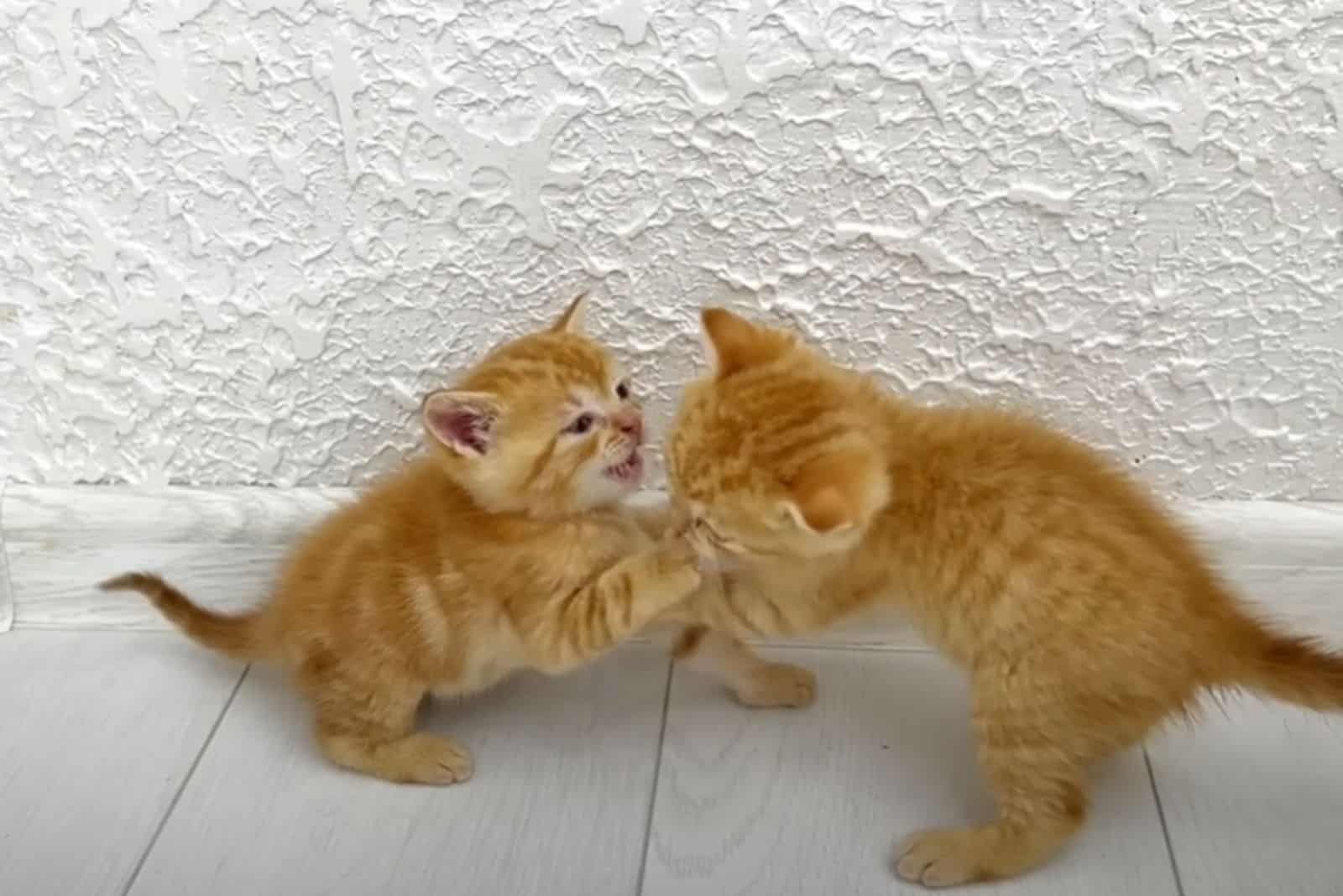 Mother Cat Punishes Her Kittens For Fighting With Each Other