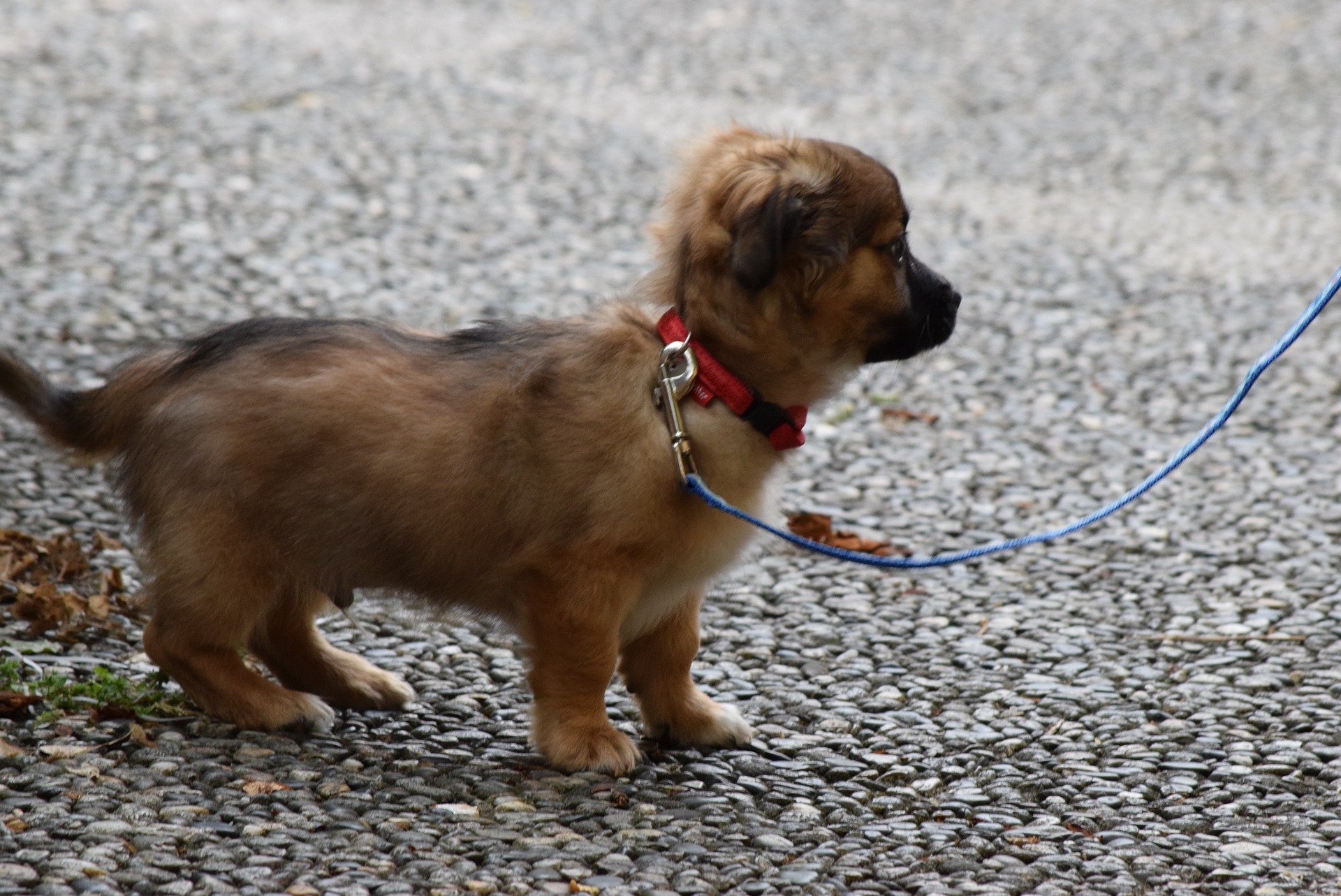 Dog Walker London Dog Walking Services Near Me Dog Walking