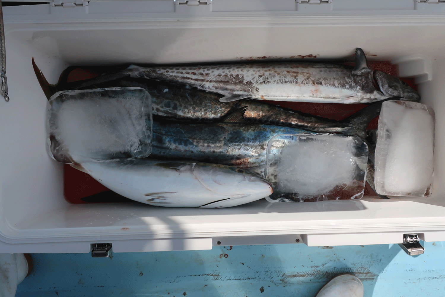 サワラ釣り ｜ 鳴門 釣船 はらまる水産