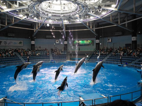 品川アクアパークイルカショーは昼夜異なるパフォーマンスで魅了する はらぺこパンダの高等遊民日記