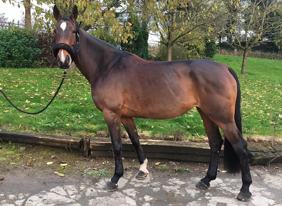 Chevaux à vendre Haras des Forêts