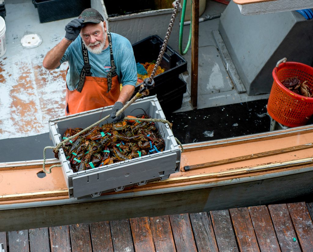 About our Live Maine Lobster • Harbor Fish Market