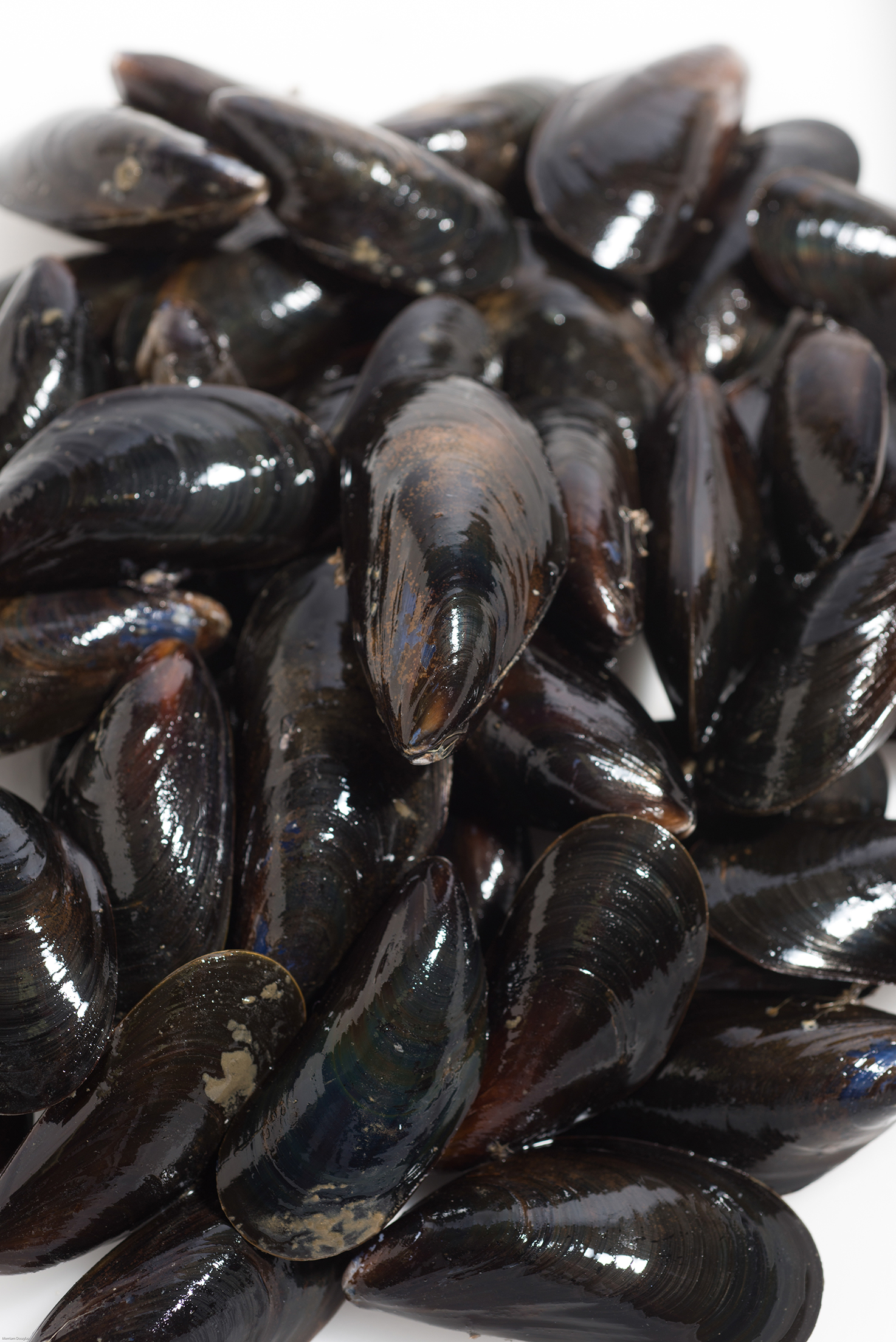 Live RopeGrown Maine Mussels (Bangs Island) • Harbor Fish Market