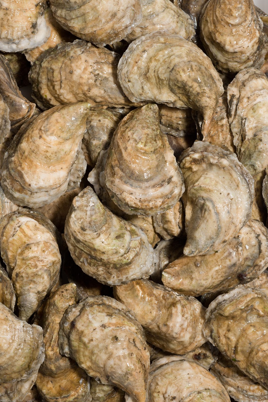Premium Live Oysters • Harbor Fish Market
