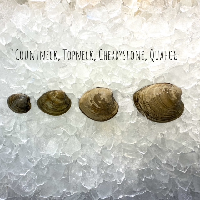 Premium Live Hard Shell Clams • Harbor Fish Market