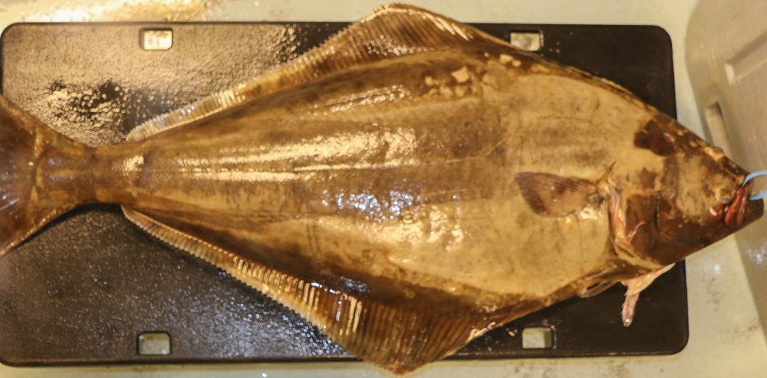Halibut The Largest Flatfish • Harbor Fish Market