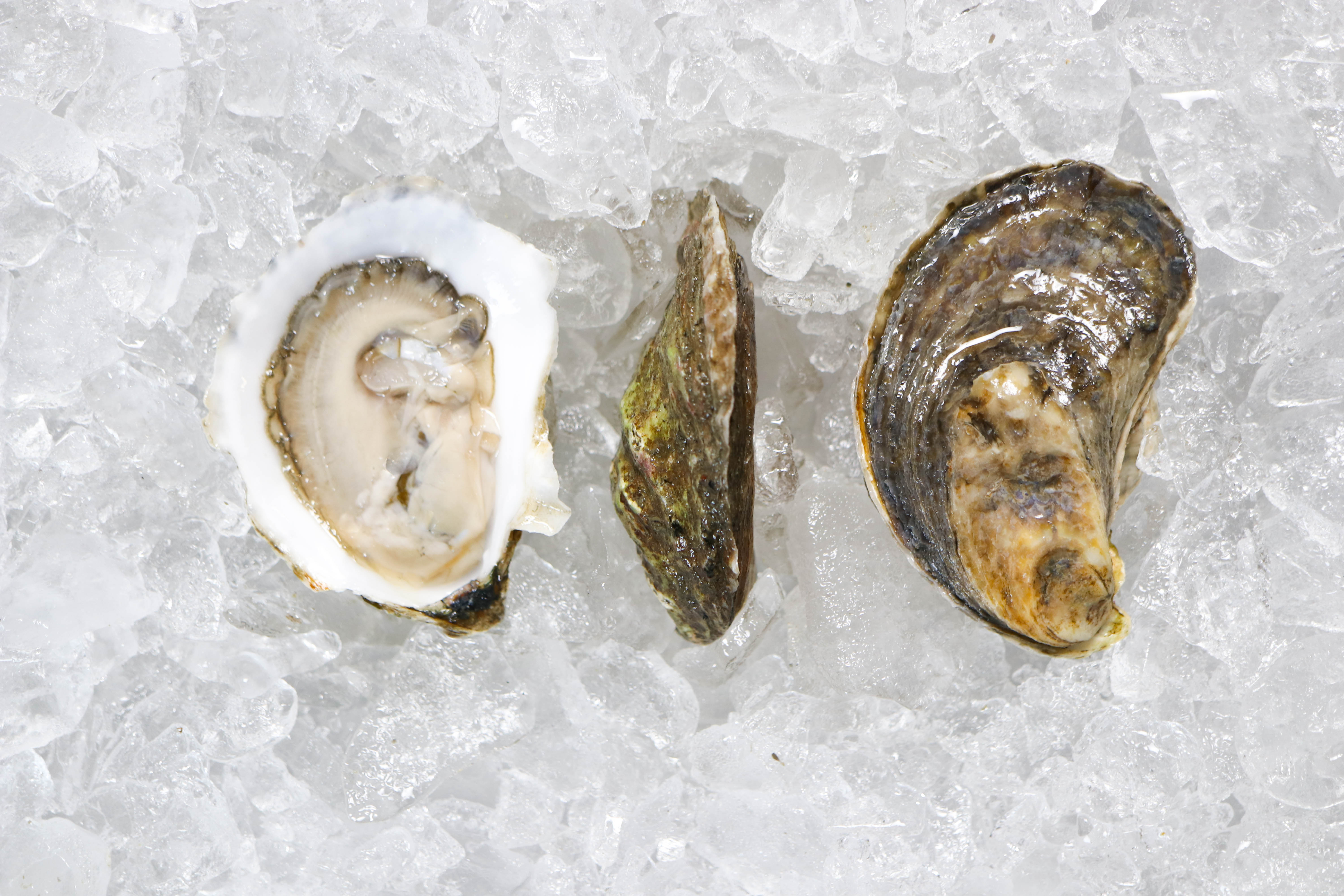 John's River Oysters • Harbor Fish Market