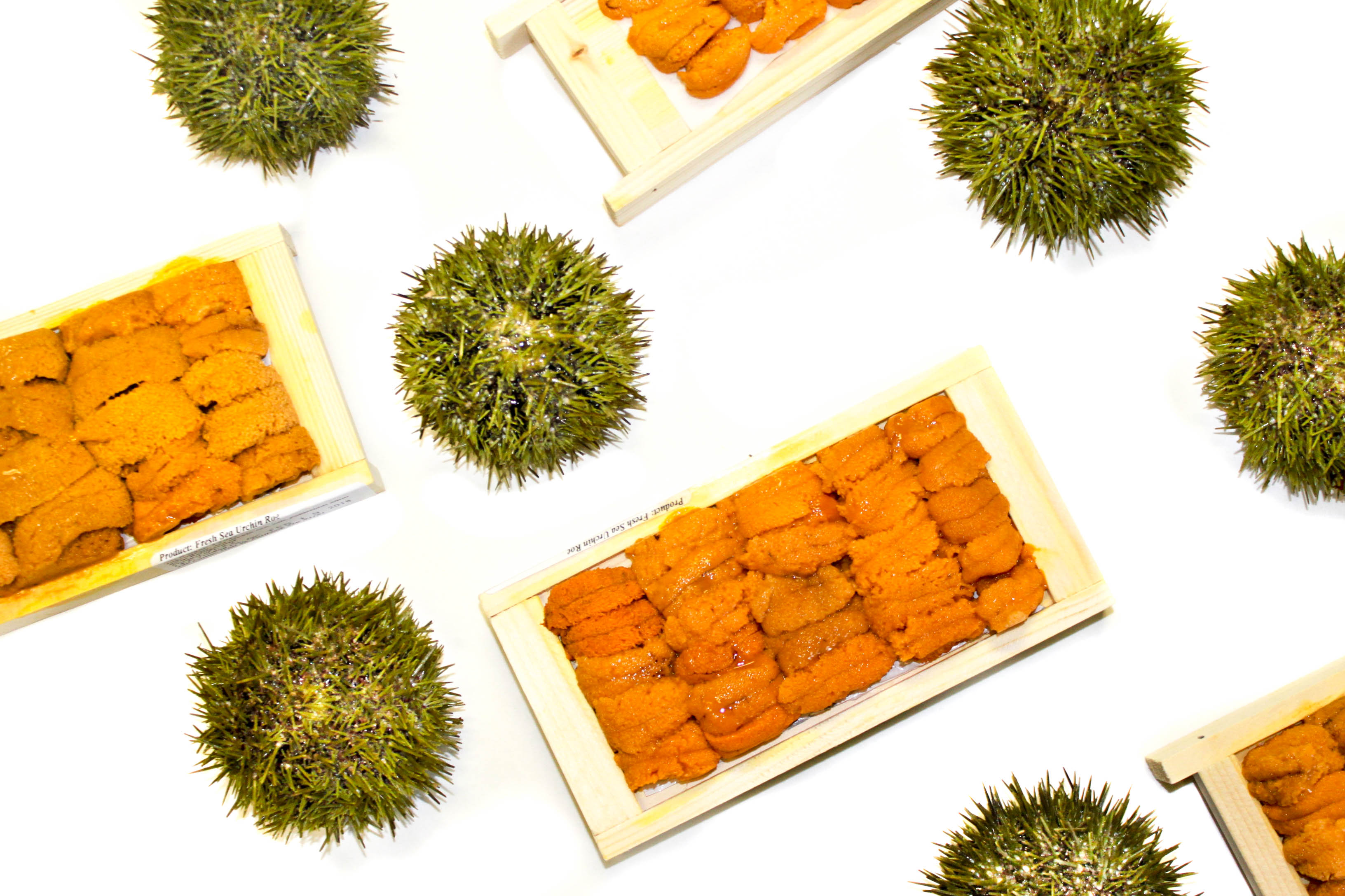 What is Uni A Complete Guide to Sea Urchin • Harbor Fish Market