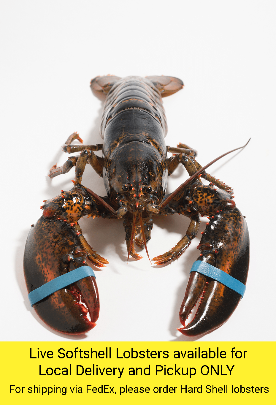 Live Maine Lobster shipped overnight! • Harbor Fish Market