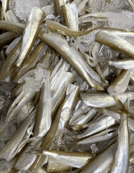 Fresh Smelts • Harbor Fish Market