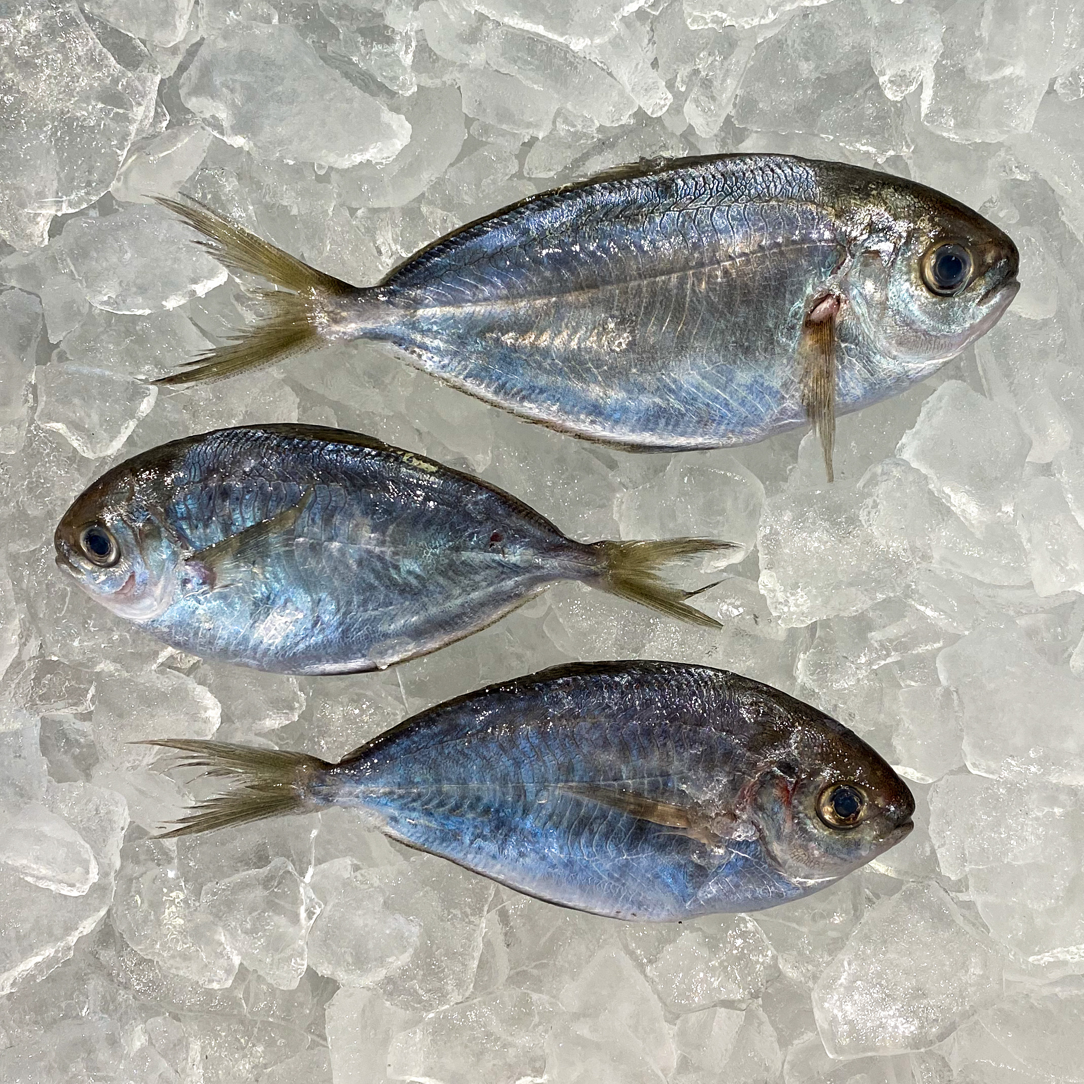 Fresh Whole Butterfish • Harbor Fish Market