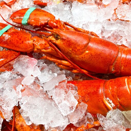 Live Maine Lobster shipped overnight! • Harbor Fish Market