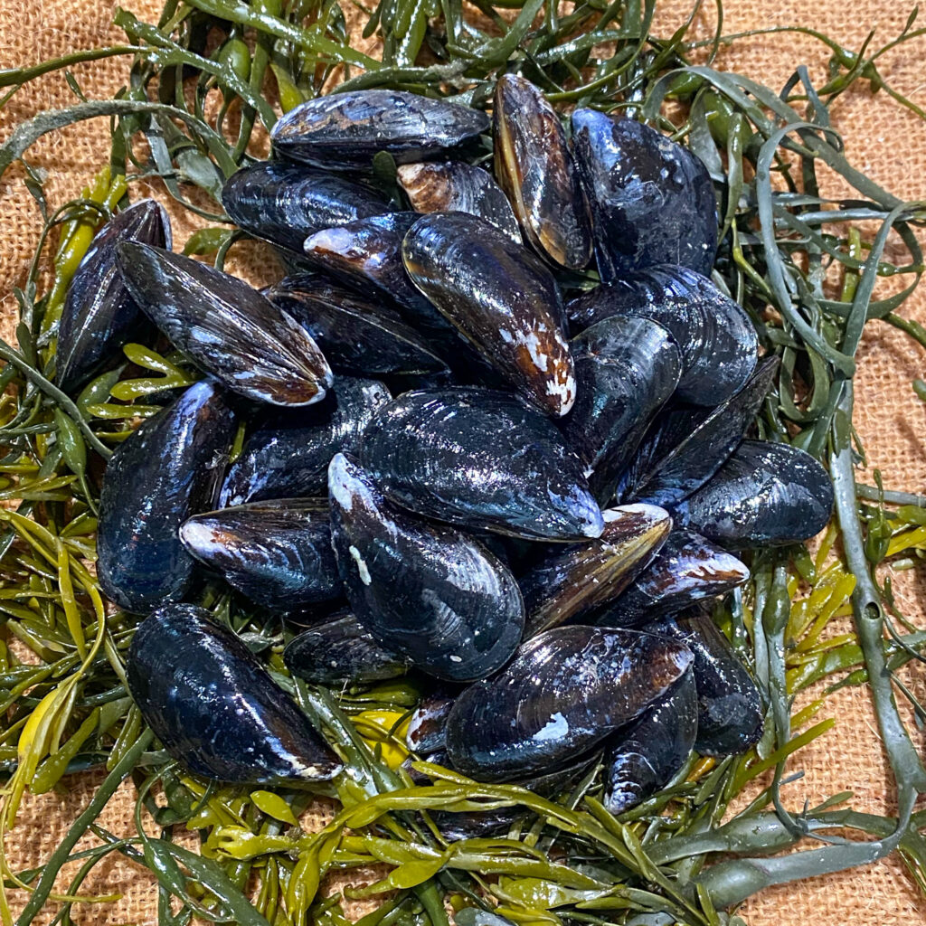 Live RopeGrown Maine Mussels • Harbor Fish Market