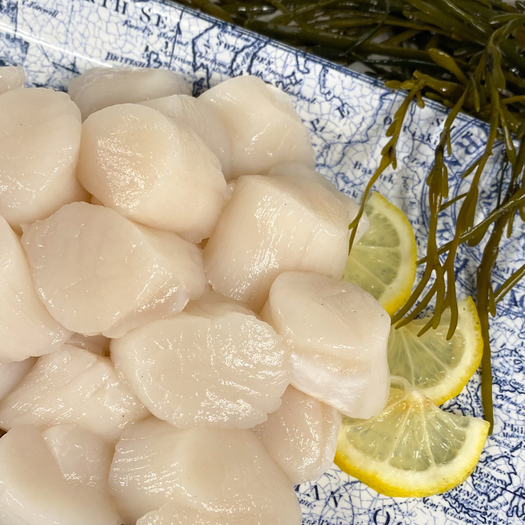Fresh Scallops (medium) • Harbor Fish Market