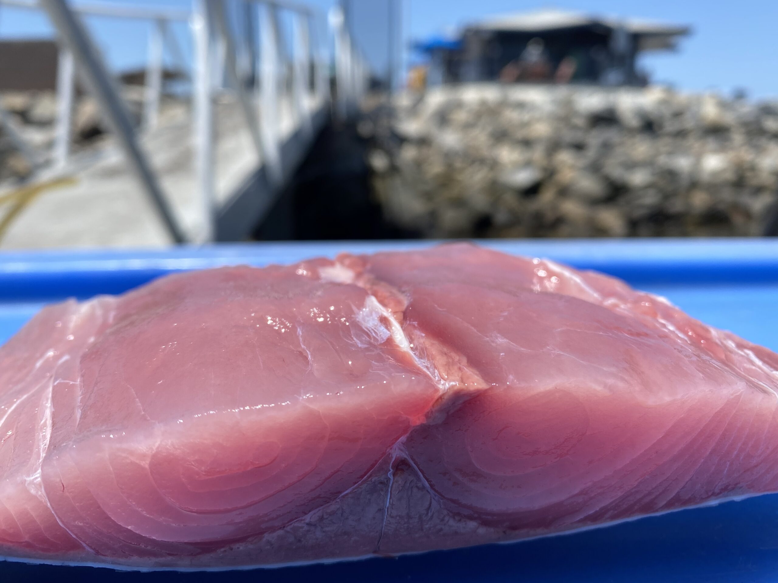 Yellowtail (Fillet) Harbor Pelican