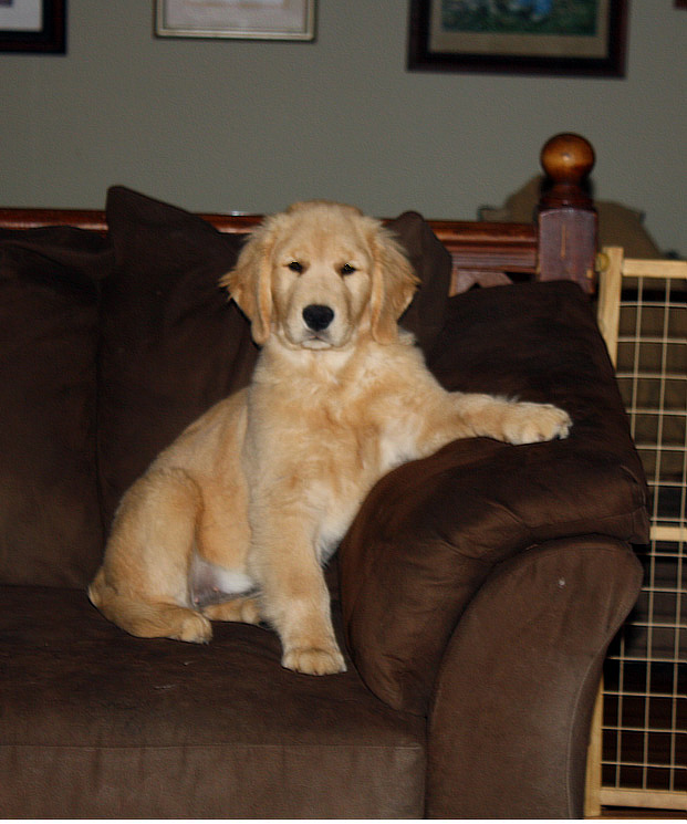 Fancy Harborview Golden Retrievers