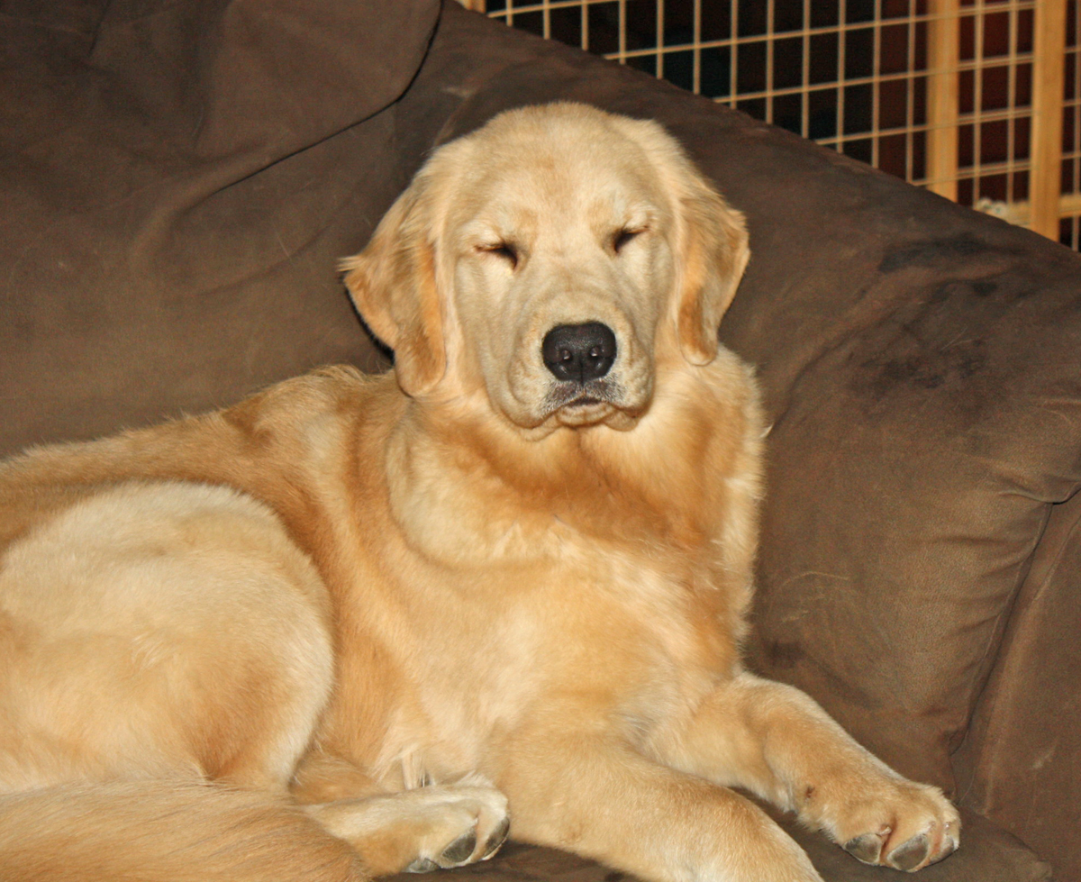 Retired Harborview Golden Retrievers