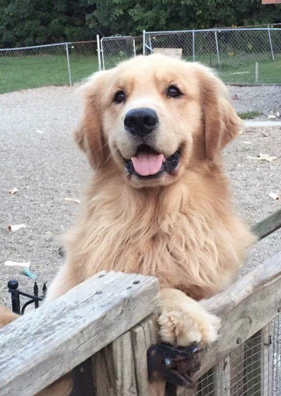 Audit Harborview Golden Retrievers Erie PA