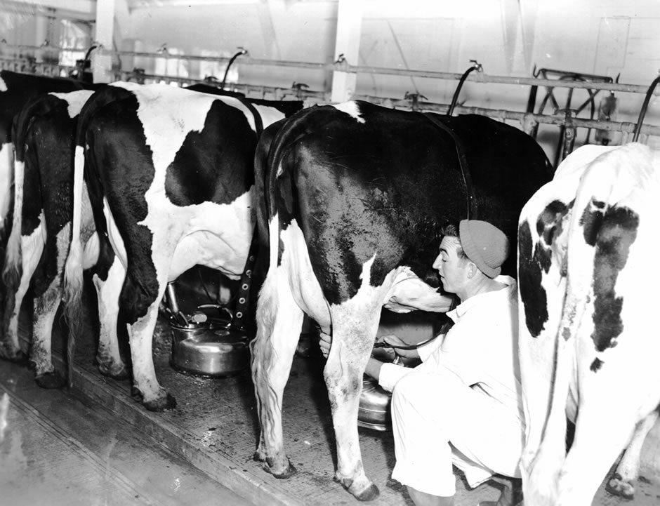 What Happens When You Don’t Milk the Cows? Hard Lessons