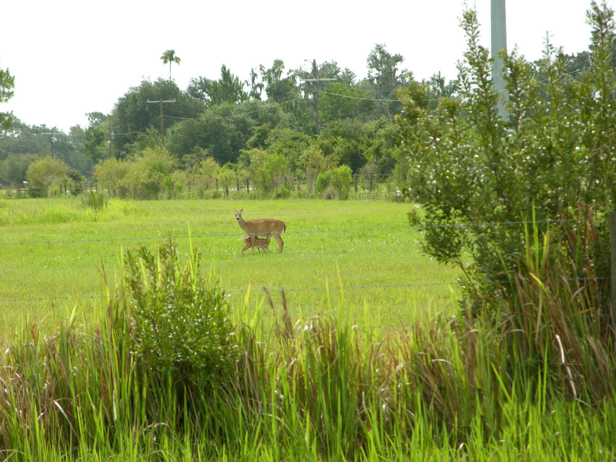 Home Hardee County Property Appraiser