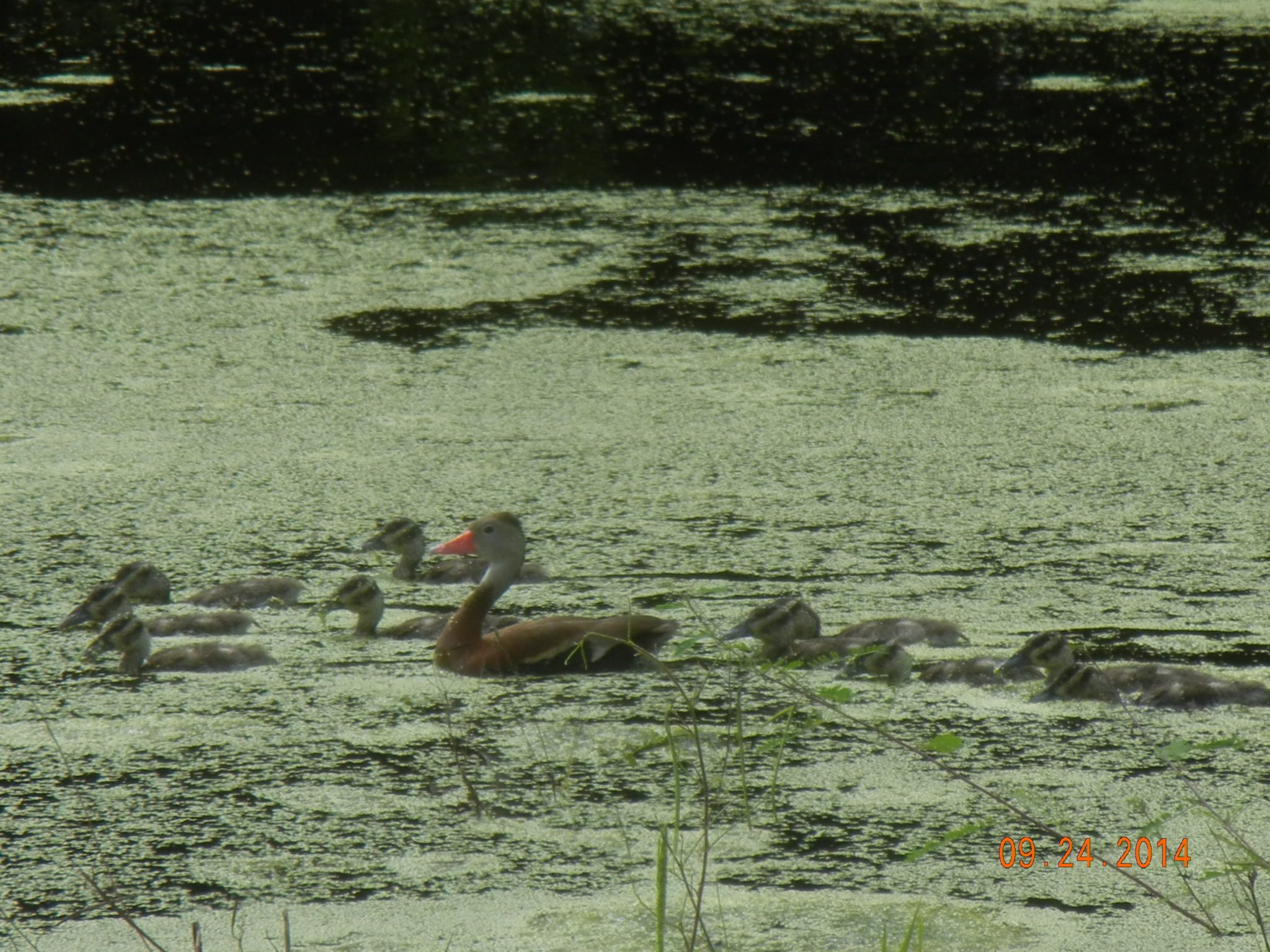 Gallery Hardee County Property Appraiser