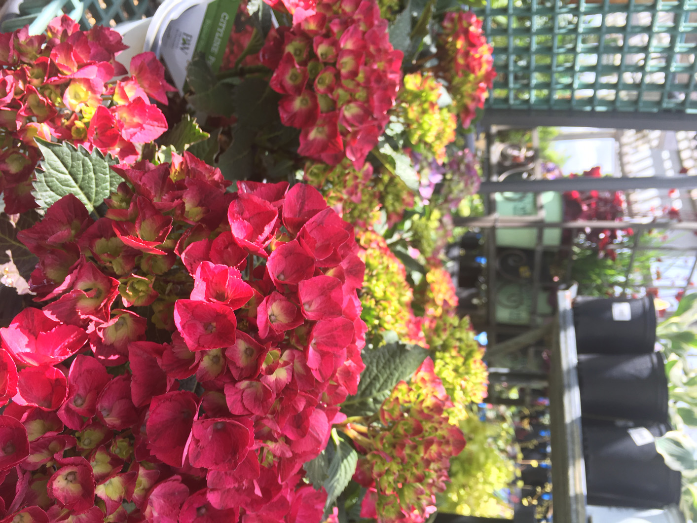 Boutique Gardens, Garden Center, Plant Nursery, Garden Plants Grand
