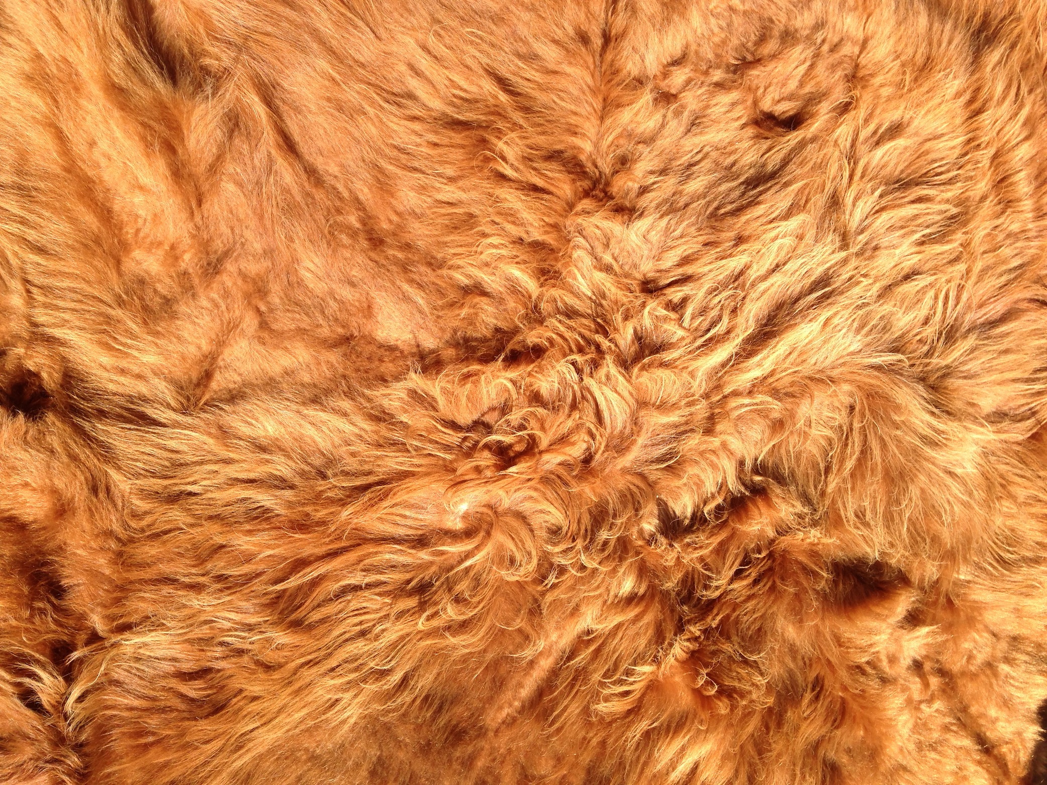 HIGHLAND CATTLE FUR CLOSEUP Highland cattle, Cattle, Fur