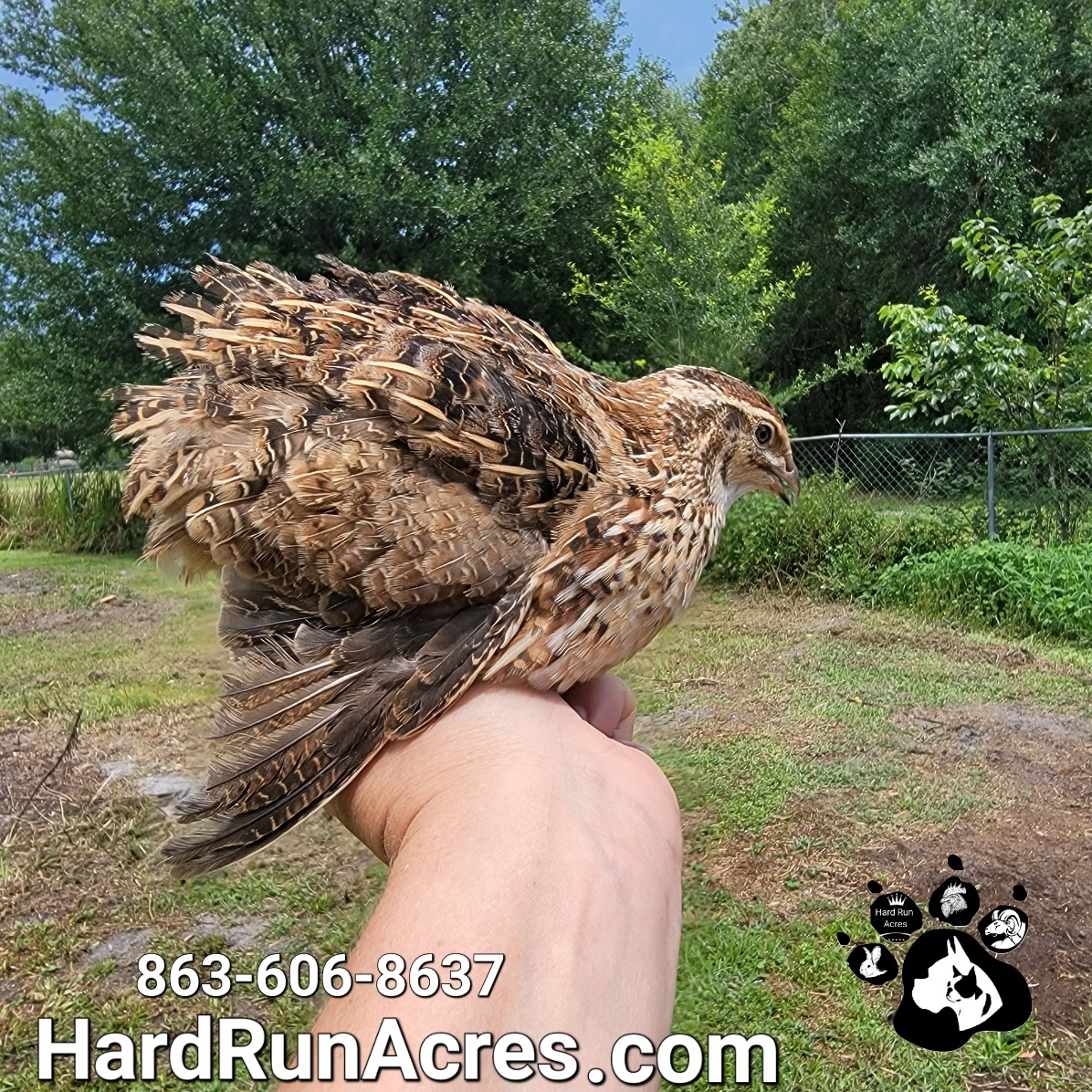 Jumbo Coturnix Quail Hard Run Acres