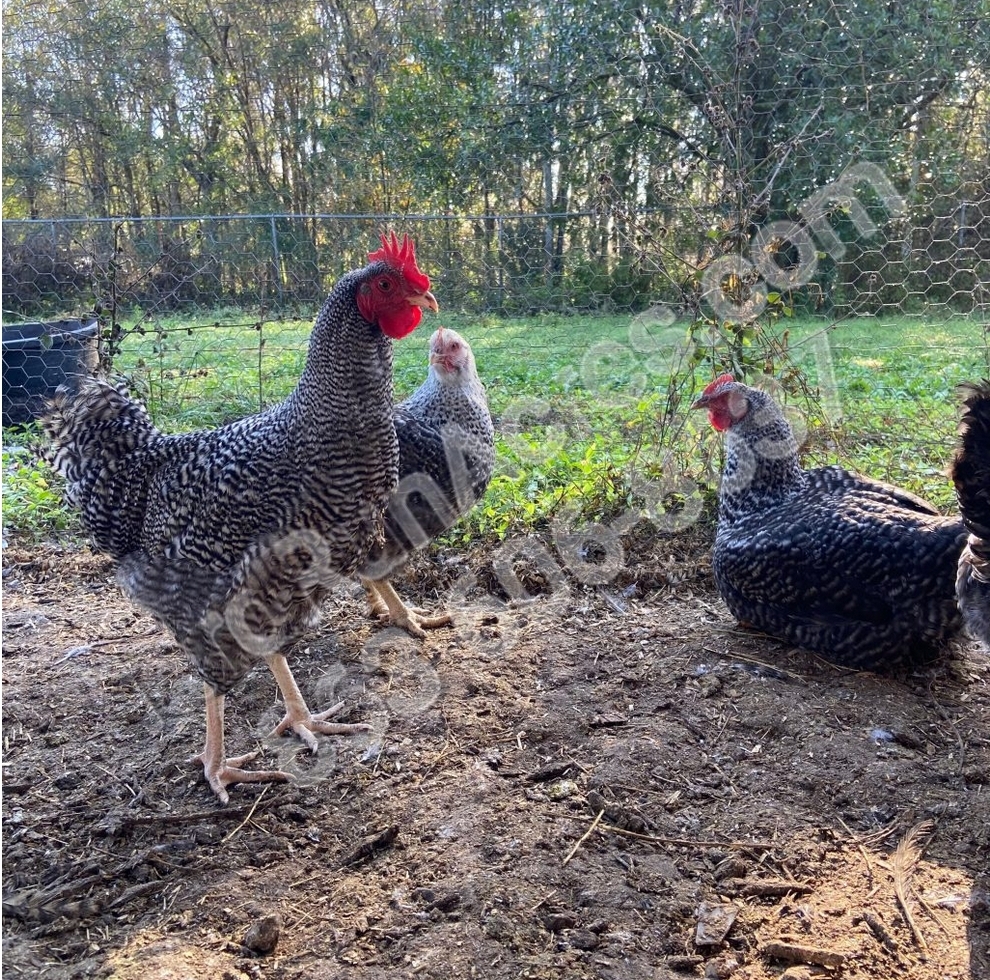 Barred Rock Hard Run Acres