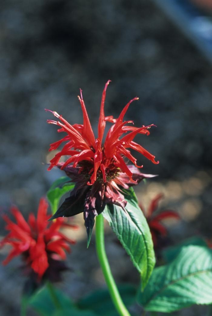 Monarda 'Jacob Cline' Beebalm from Hardscrabble Farms