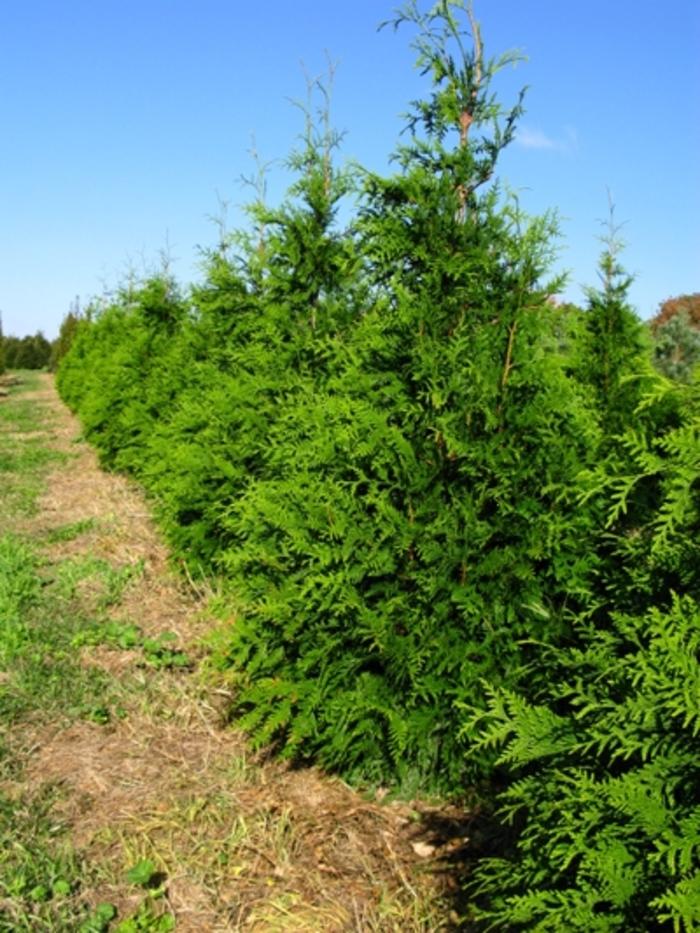 Thuja 'Green Giant' Giant Arborvitae from Hardscrabble Farms