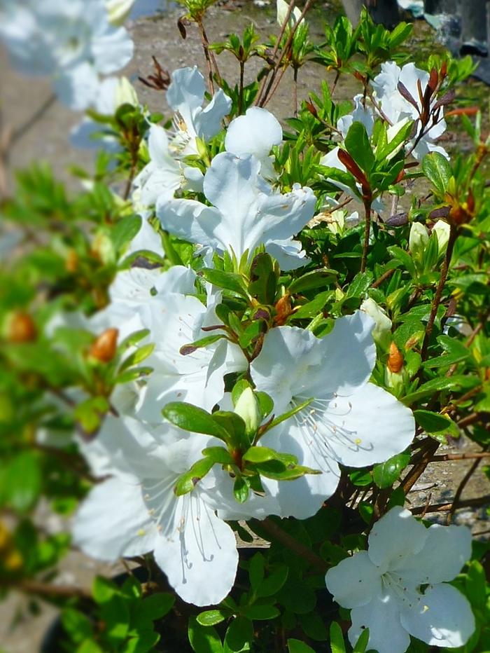 Rhododendron Girard hybrid 'Girard's Pleasant White' Azalea from