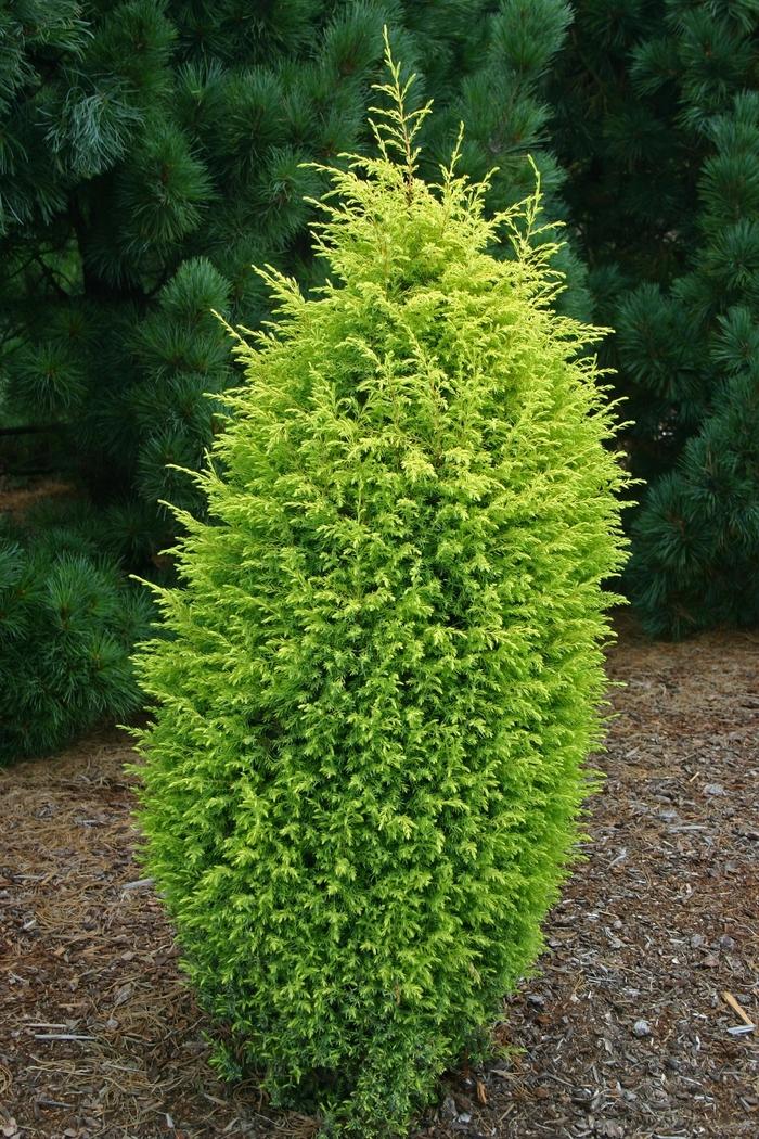 Juniperus communis 'Gold Cone' Juniper from Hardscrabble Farms