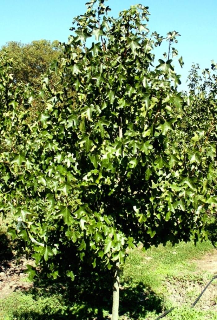 Liquidambar styraciflua 'Rotundiloba' Roundleaf Sweetgum from