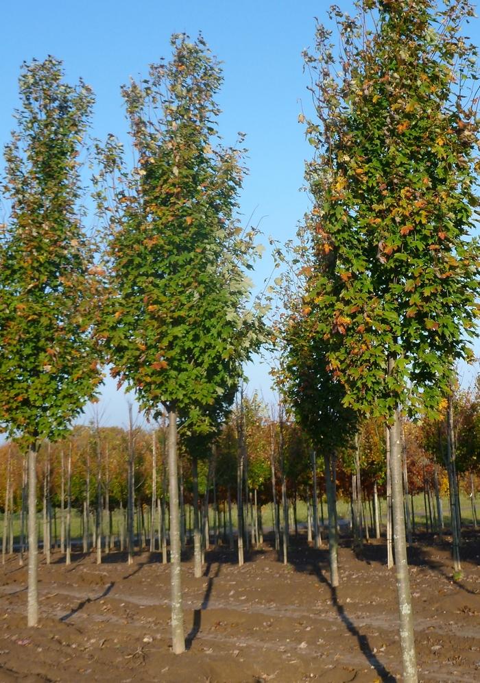 Acer x freemanii 'Armstrong' Freeman Maple from Hardscrabble Farms