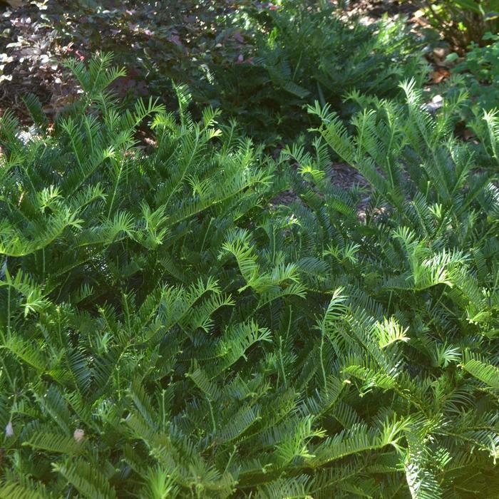 Cephalotaxus harringtonia 'Prostrata' Prostrate Japanese plum yew from