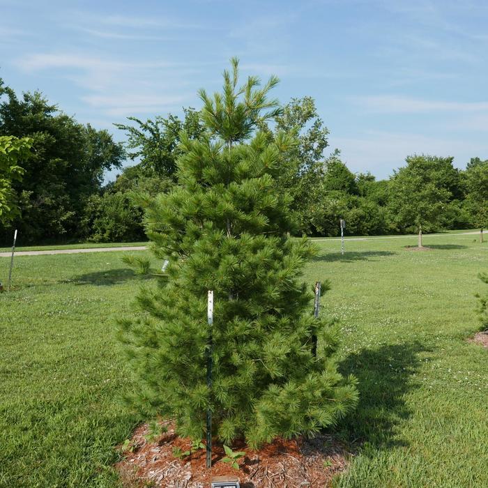 Pinus strobus Eastern White Pine from Hardscrabble Farms