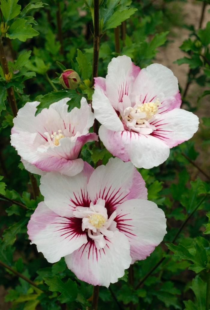 Hibiscus syriacus 'Fiji™' Rose of Sharon from Hardscrabble Farms