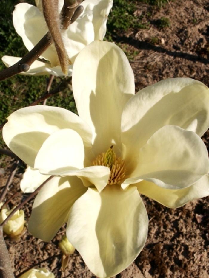 Magnolia 'Elizabeth' Magnolia from Hardscrabble Farms
