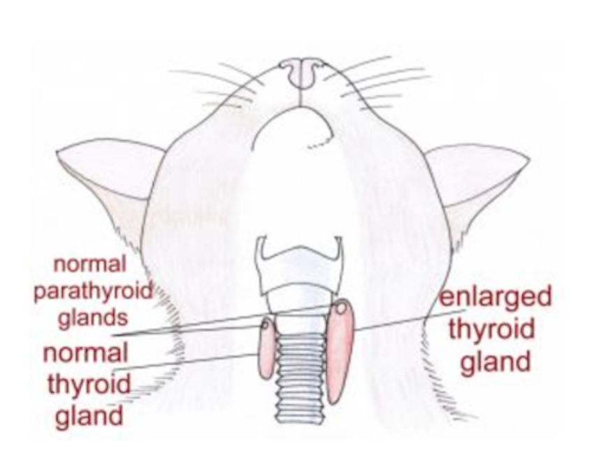Hardwick Veterinary - FELINE HYPERTHYROIDISM