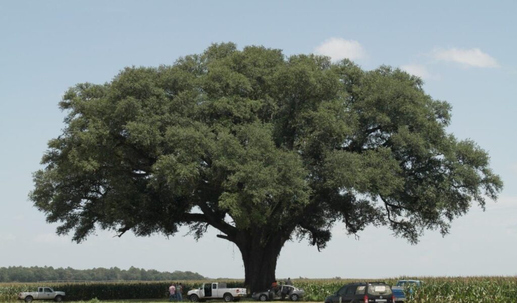The Largest Oak Trees in the World Hardwoods Group