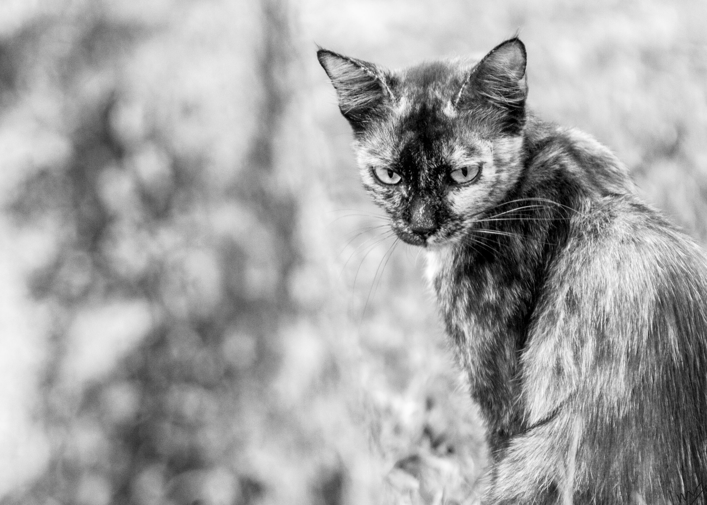 The feral cats of Kuwait