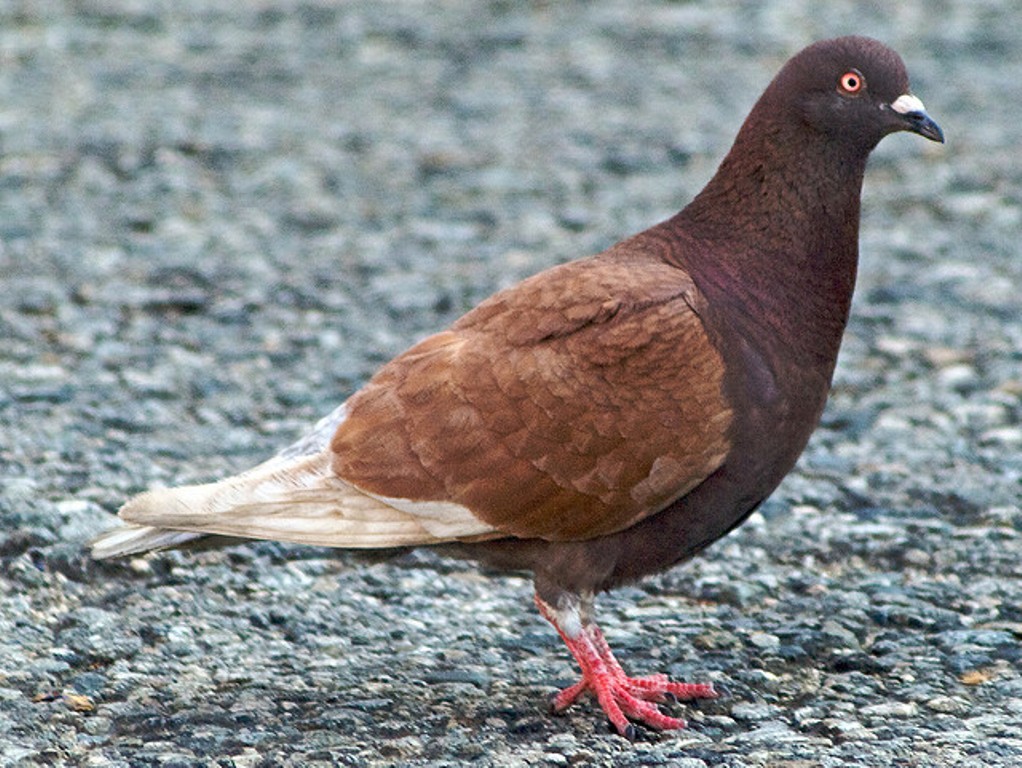 Fakta Tentang Merpati | Merpati Hias - Fancy Pigeon